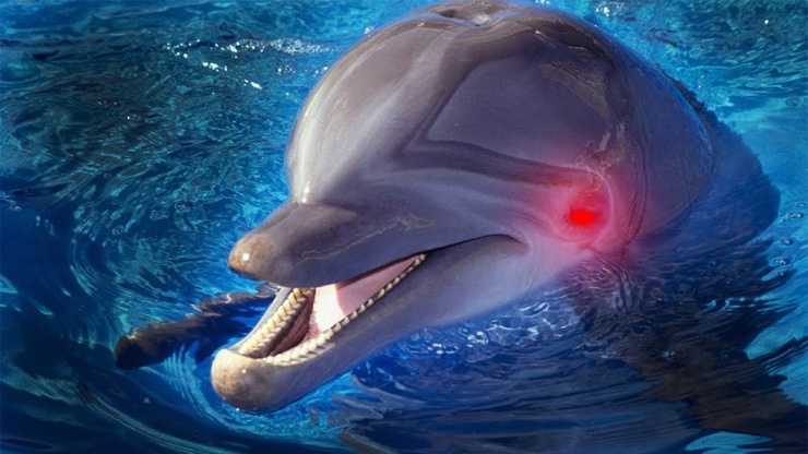 10 мифов о дельфинах, в которые вы верите зря