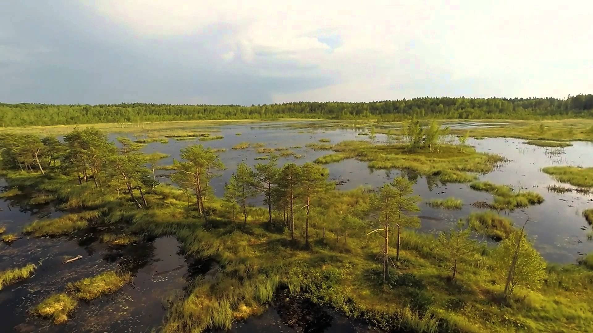 Галкинские болота в Калужской