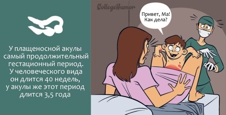 Еще не родила приколы картинки