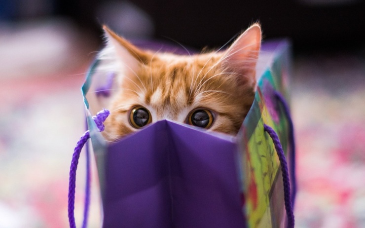 Котики! Или почему наши пушистые друзья так любят сидеть в коробках и  пакетах? (9 фото) | Екабу.ру - развлекательный портал