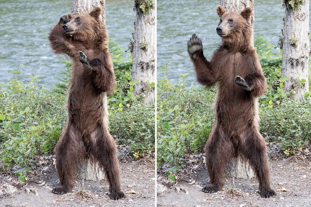 Dancing bear asian milf