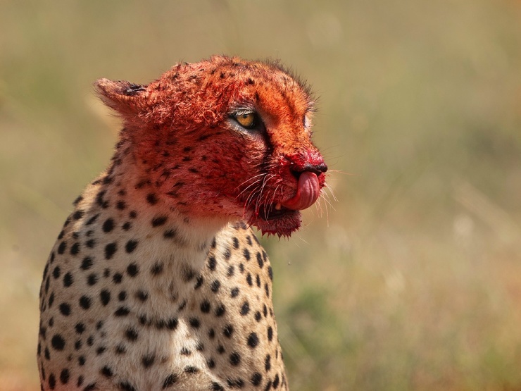 Забрызганные кровью морды гепардов стали ярко-красными, когда они набросили...