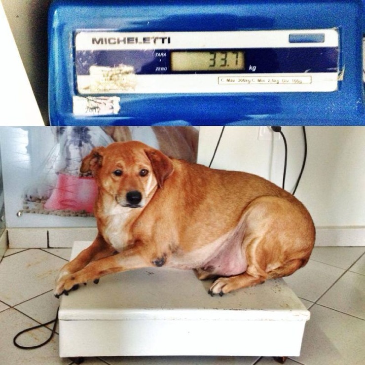 Сбросить Вес У Собаки
