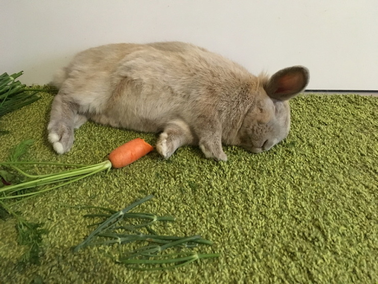 Сучка с ушками зайки и с морковкой в попе фото