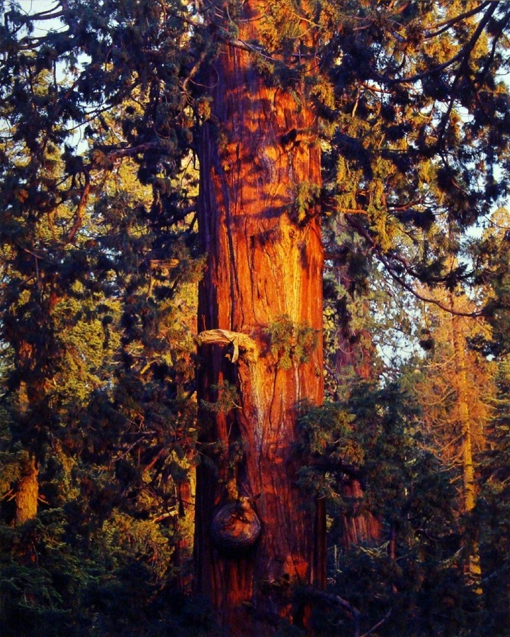 Деревья на снимках Кристофера Бёркетта.