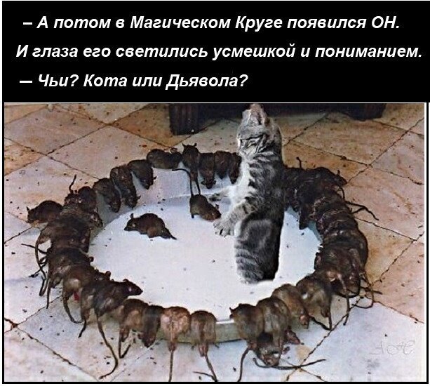 Наши смешные котики! (20 фото) от 1 июля 2019 | Екабу.ру - развлекательный  портал