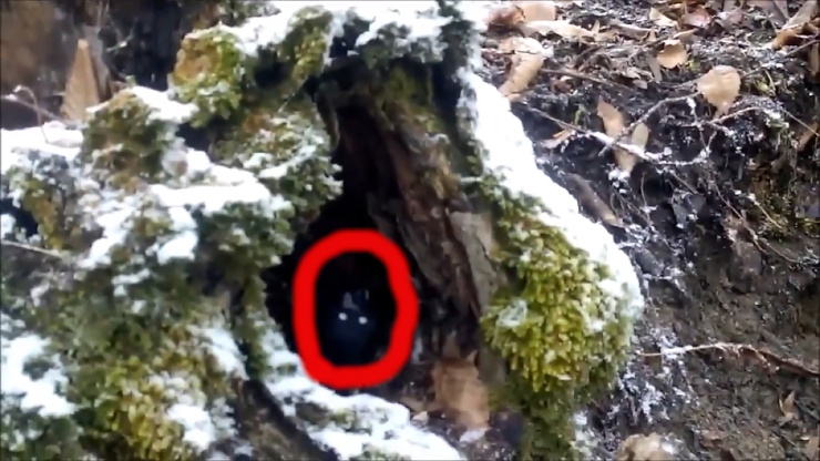 Порно видео Чувак снял на камеру в лесу. Смотреть видео Чувак снял на камеру в лесу онлайн