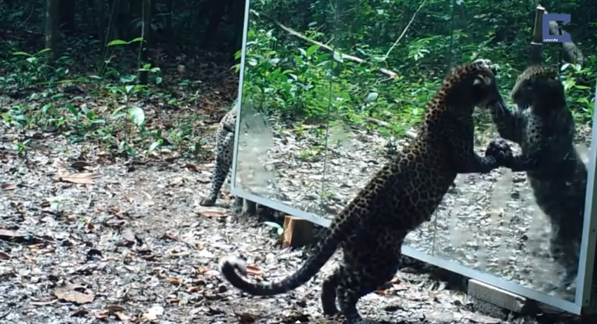 Животные и зеркало. Животное в зеркале. Зеркало в джунглях и животные. Зеркало леопард.