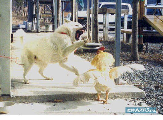 Петух атакует щенка. Собаки против людей