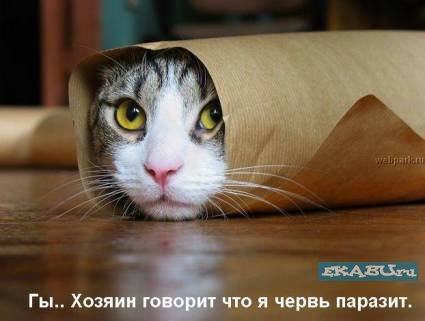 Говорящие коты (24 фото) | Екабу.ру - развлекательный портал