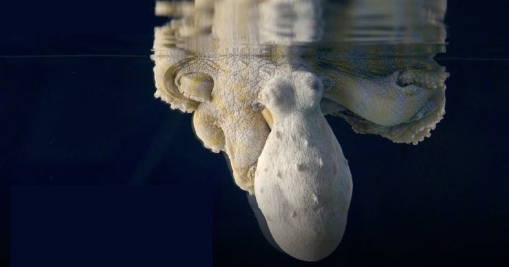 Завораживающее зрелище: посмотрите, как осьминог меняет цвет во сне