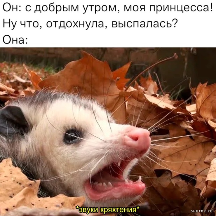 Улыбайтесь, господа, улыбайтесь! (31/10/2024)