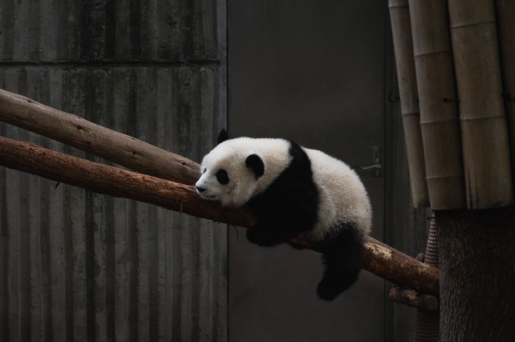 Почему панды черно-белые