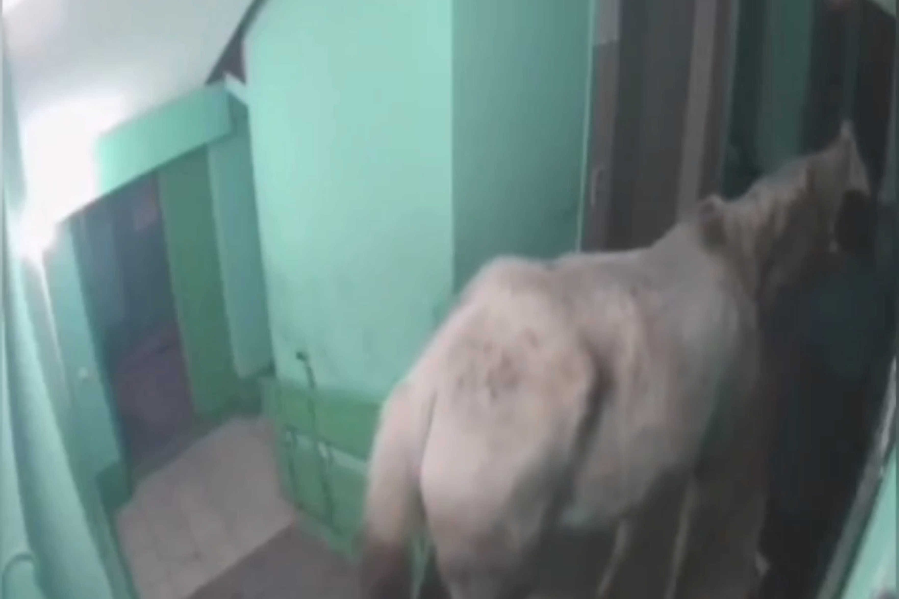 Видео мужик привел лошадь. Лошадь износиловает девушку. Цыгане и лошади. Завел домой коня. Видео мужик привел лошадь.