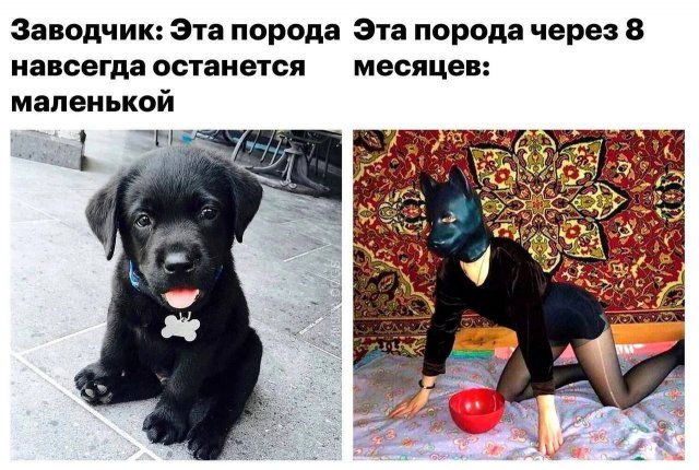 Пошлые мемы