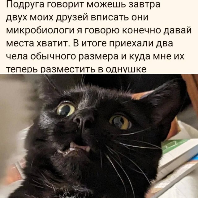 Лучшие шутки и мемы (26/10/2024)