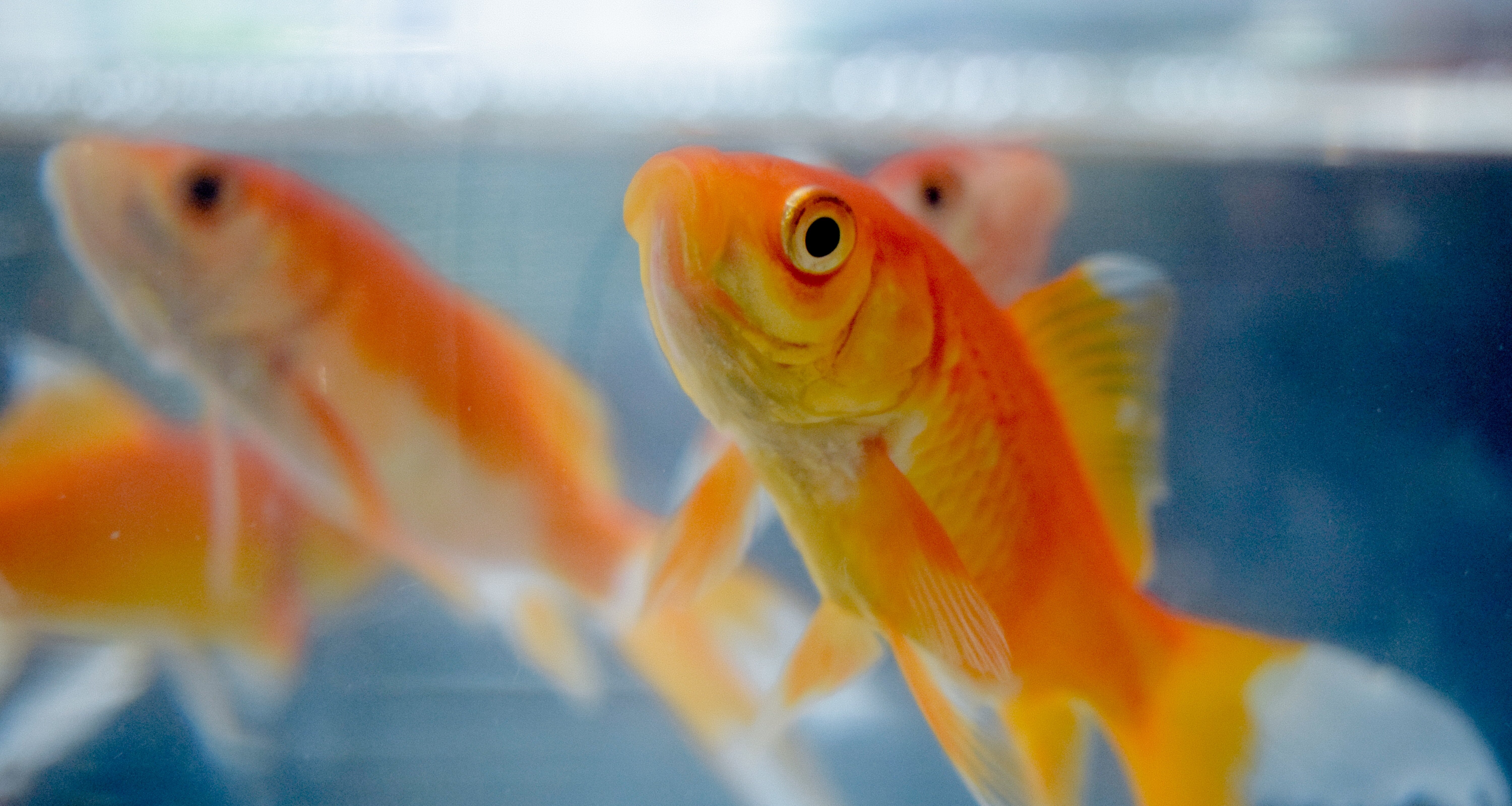 Ангел императорский ювенильный. Рыбы хищники. Как часто обновляется рыба. Окунь арты. Классификация рыб таблица.