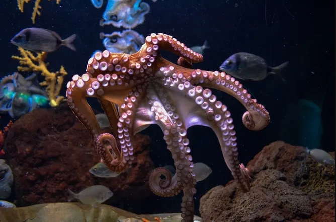 Завораживающее зрелище: посмотрите, как осьминог меняет цвет во сне