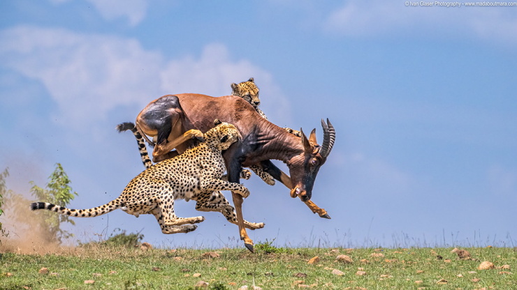 Впечатляющие кадры охоты гепардов на антилопу Топи