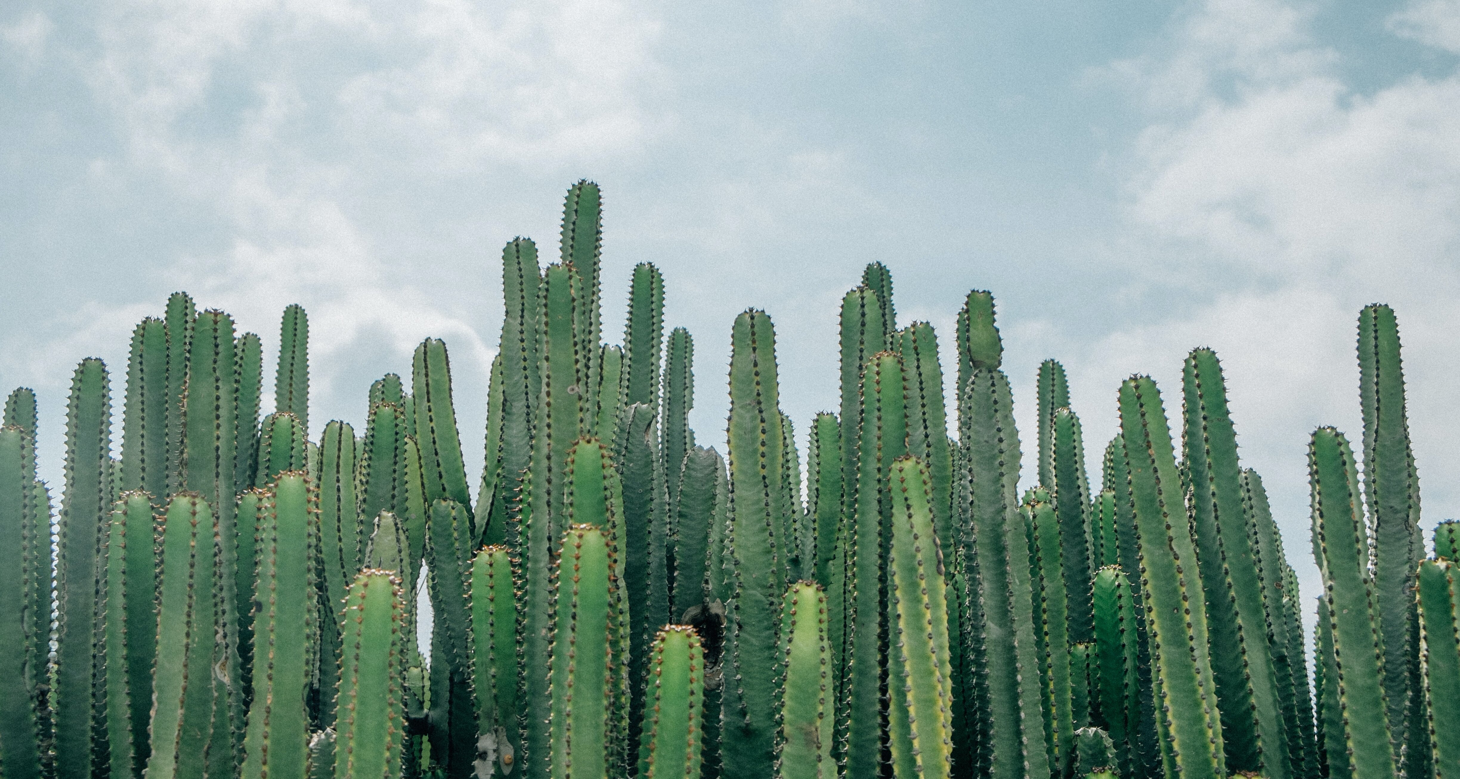 Cactus. Кактус. Зеленый Кактус. Ветвистый Кактус. Кактус Плант.