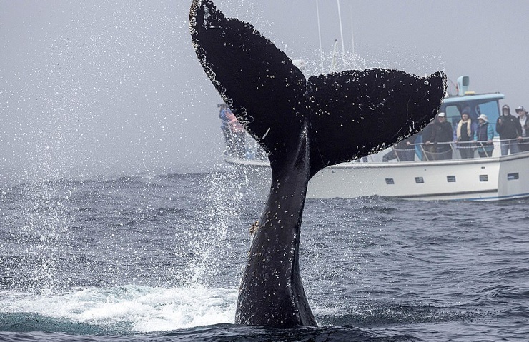 Огромный горбатый кит выпрыгнул из воды в нескольких метрах от лодок с наблюдателями