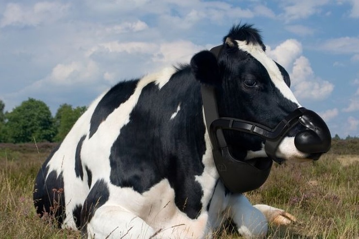 На коров надели маски, чтобы сохранить воздух чистым