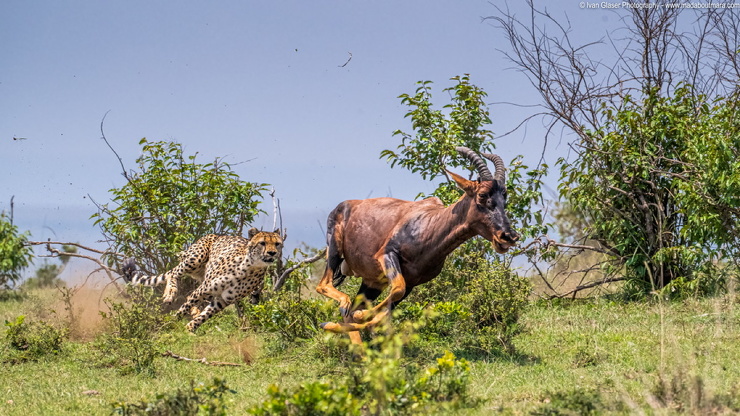 Впечатляющие кадры охоты гепардов на антилопу Топи