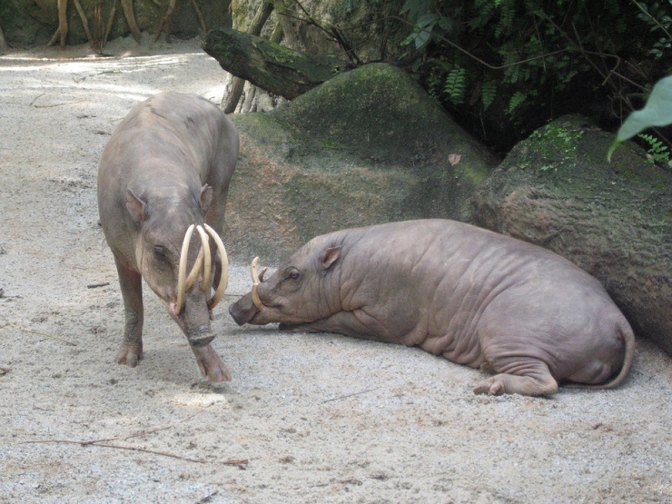 Свинья-олень острова Сулавеси
