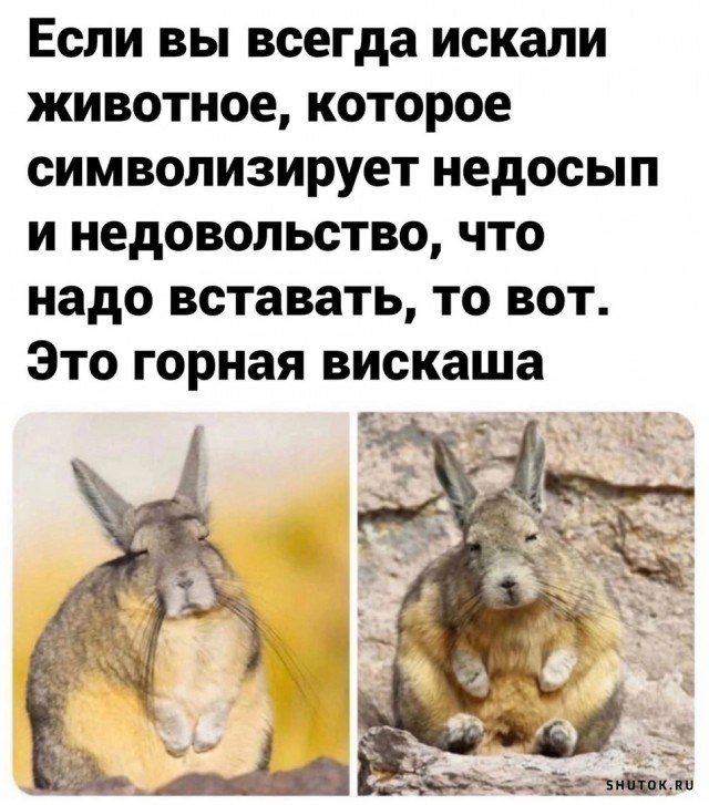 Улыбайтесь, господа, улыбайтесь! (10/10/2024)