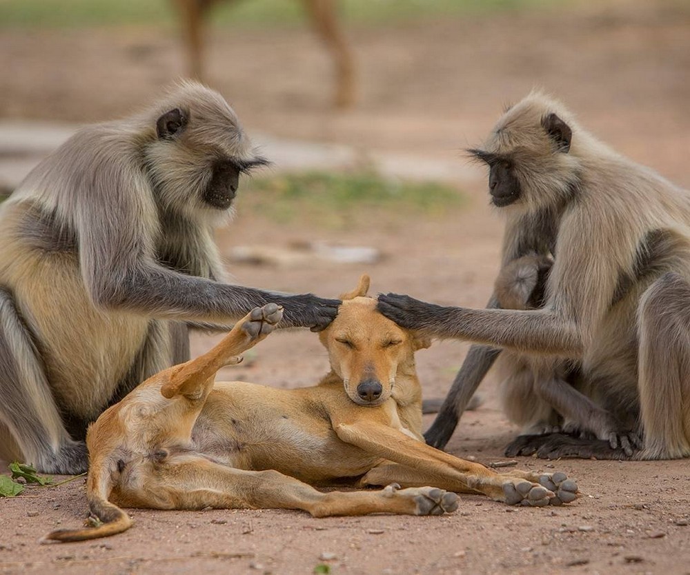 Фото обезьян смешные до слез с надписями
