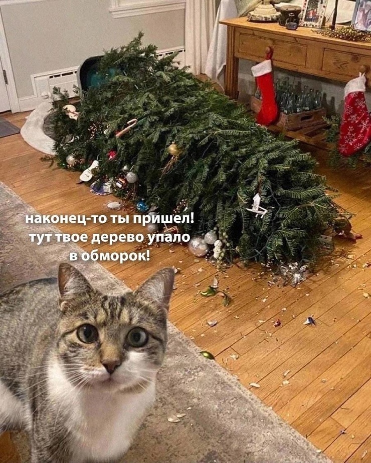 Улыбайтесь, господа, улыбайтесь! (25/12/2024)