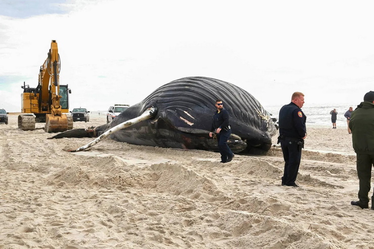 Уже 17-ый горбатый кит выброшен на берег на Лонг-Айленде