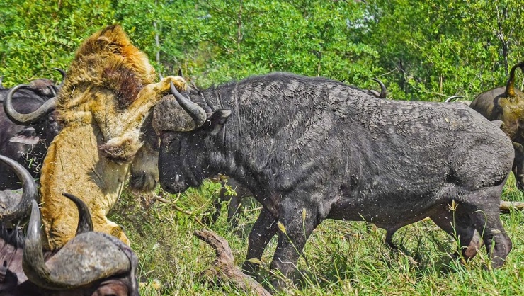 «Король Лев» в реальной жизни: глава прайда столкнулся с буйволами