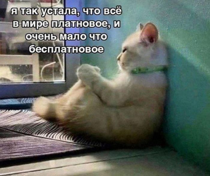 Улыбайтесь, господа, улыбайтесь! (16/12/2024)