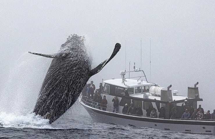 Огромный горбатый кит выпрыгнул из воды в нескольких метрах от лодок с наблюдателями