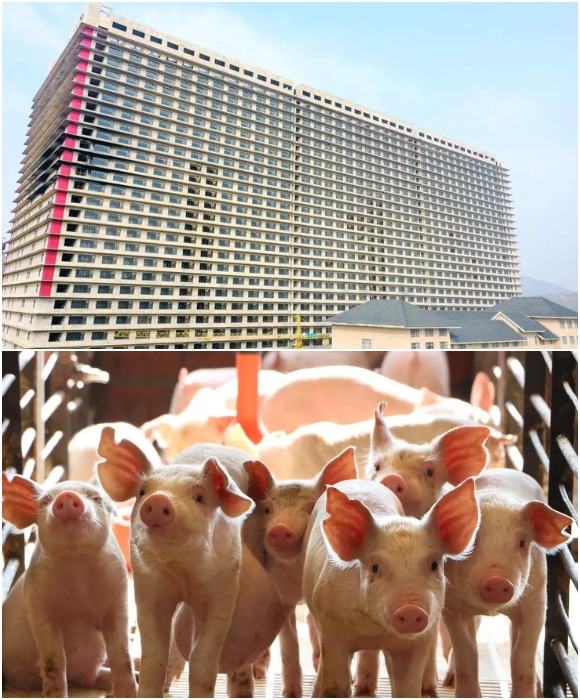 Свиноферма высотой в 26 этажей ❘ фото + видео
