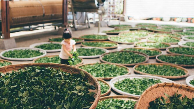 7 невероятных преимуществ зеленого чая для здоровья: всего одна чашка в день, а пользы — на год вперед!