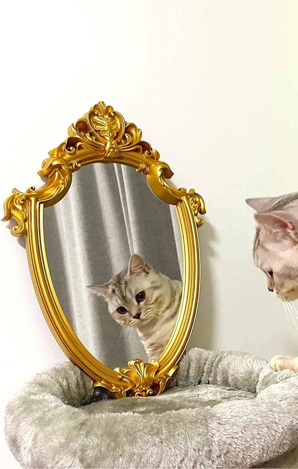 15 весёлых объявлений о продаже зеркал, к которым люди подошли с особым креативом и смекалкой