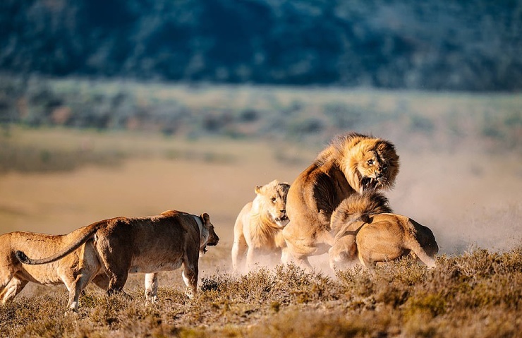 Льва-бродягу потрепали соперничающие большие кошки так как, как он подошел близко к их сестре