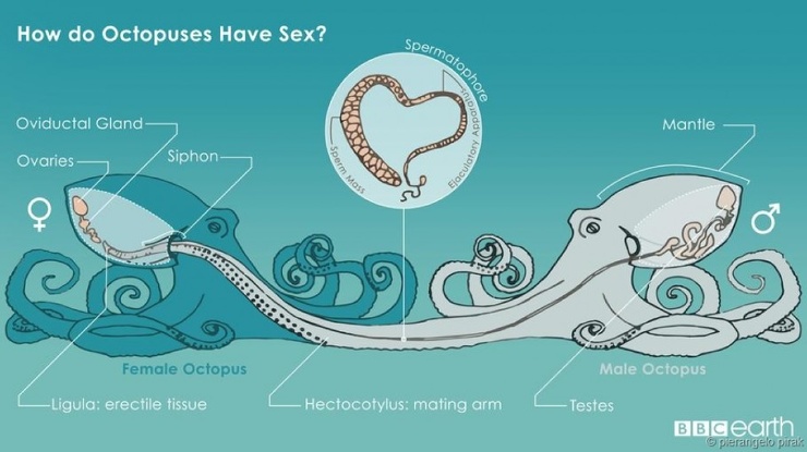 Как размножаются осьминоги