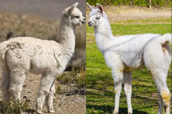 Чем ламы отличаются от альпака: вот как вы точно можете это понять