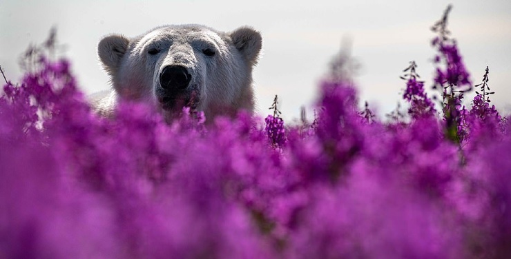 Белые медведи и их детеныши на полях Иван-чая в Канаде