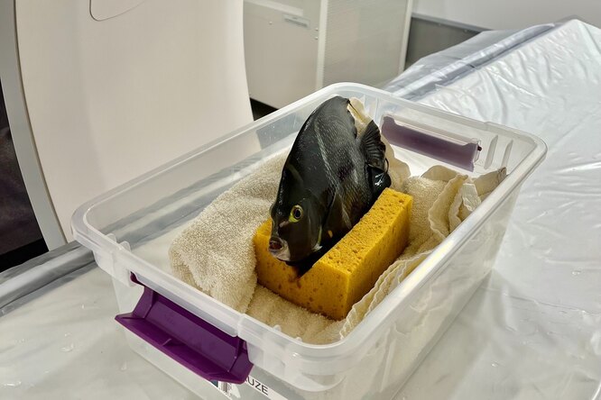 Удивительный факт: рыбам тоже делают томографию! И вот зачем