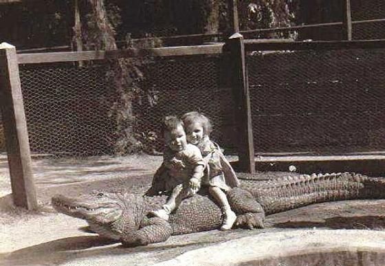 Пугающе очаровательно: фото детей верхом на аллигаторах