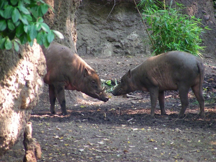 Свинья-олень острова Сулавеси
