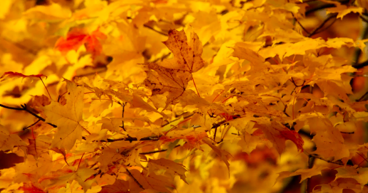 Кустарник меняющий цвет листьев осенью. Пигменты листа. Листва меняет цвет картинка. Химическое явление желтение листьев.
