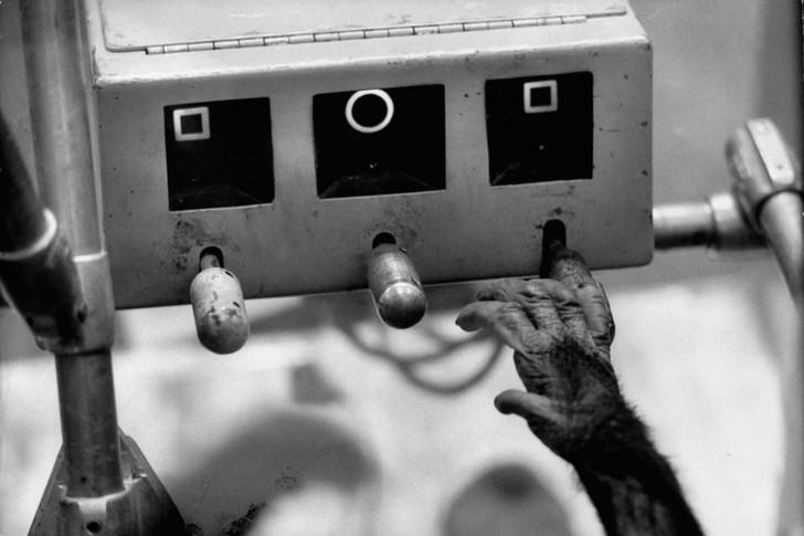 Удивительная фотоистория Хэма — первого шимпанзе в космосе