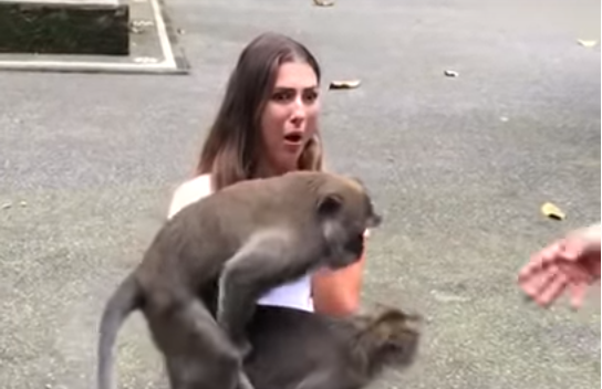 Девушка и обезьяна секс - смотреть русское порно видео онлайн