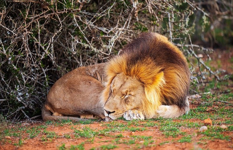 Льва-бродягу потрепали соперничающие большие кошки так как, как он подошел близко к их сестре