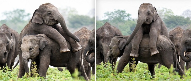 Это гигантский поросенок! Дерзкий молодой слон взбирается на своего друга во время игры